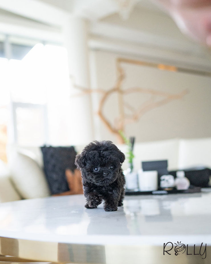 Rolly Teacup Puppies ONYX - MALE (PURCHASED by DENTON).