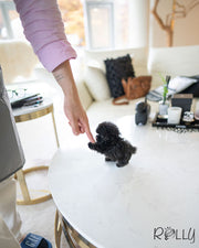 Rolly Teacup Puppies ONYX - MALE (PURCHASED by DENTON).