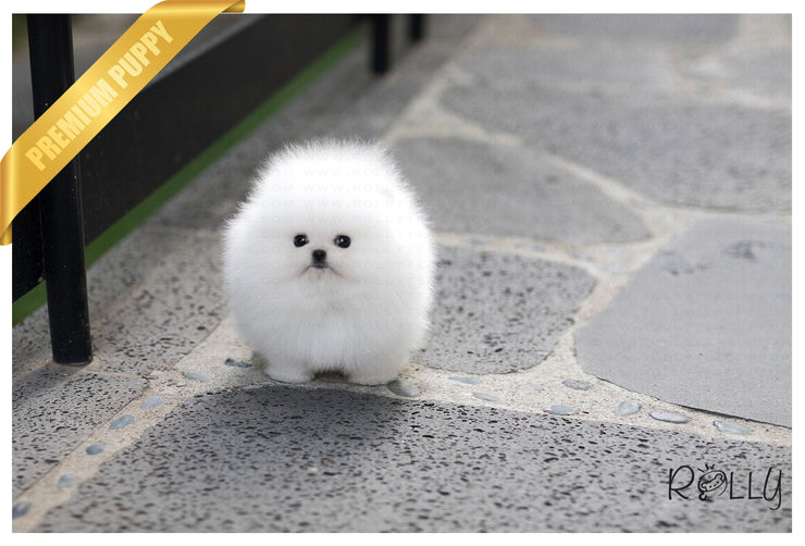 Rolly Teacup Puppies (Purchased by Gonzalez) Orion - Pomeranian. M.