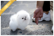 Rolly Teacup Puppies (Purchased by Gonzalez) Orion - Pomeranian. M.