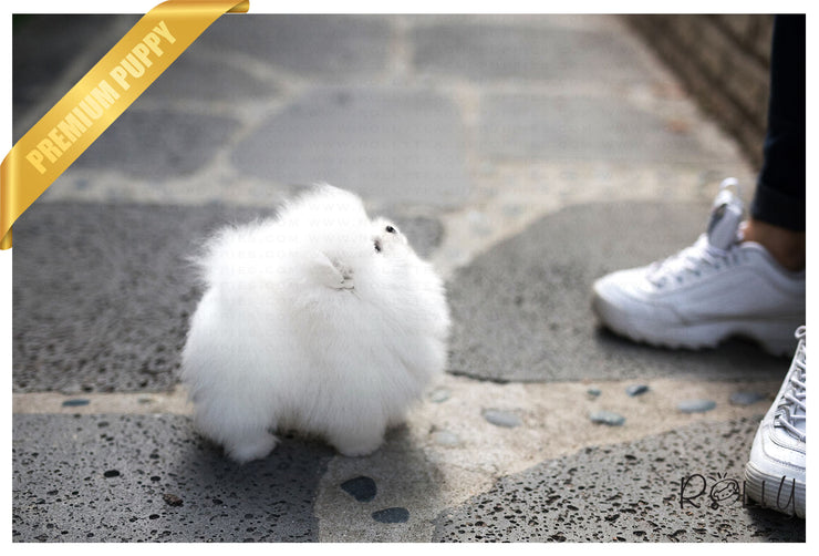 Rolly Teacup Puppies (Purchased by Gonzalez) Orion - Pomeranian. M.