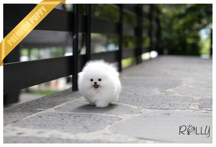 Rolly Teacup Puppies (Purchased by Gonzalez) Orion - Pomeranian. M.