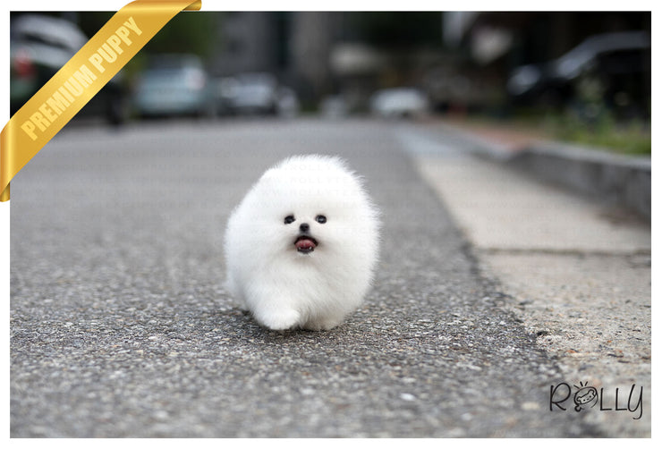 Rolly Teacup Puppies (Purchased by Gonzalez) Orion - Pomeranian. M.