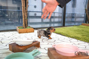 Rolly Teacup Puppies (PURCHASED by Lenihan) OWENS - Dachshund. M.