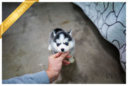 Rolly Teacup Puppies (Purchased by Campo) Oakley - Pomsky. M.