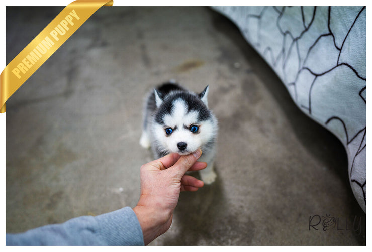 Rolly Teacup Puppies (Purchased by Campo) Oakley - Pomsky. M.