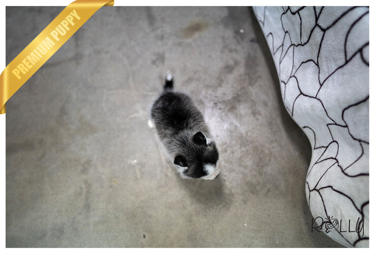 Rolly Teacup Puppies (Purchased by Campo) Oakley - Pomsky. M.