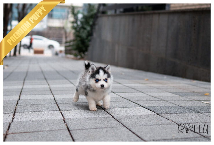 Rolly Teacup Puppies (Purchased by Campo) Oakley - Pomsky. M.