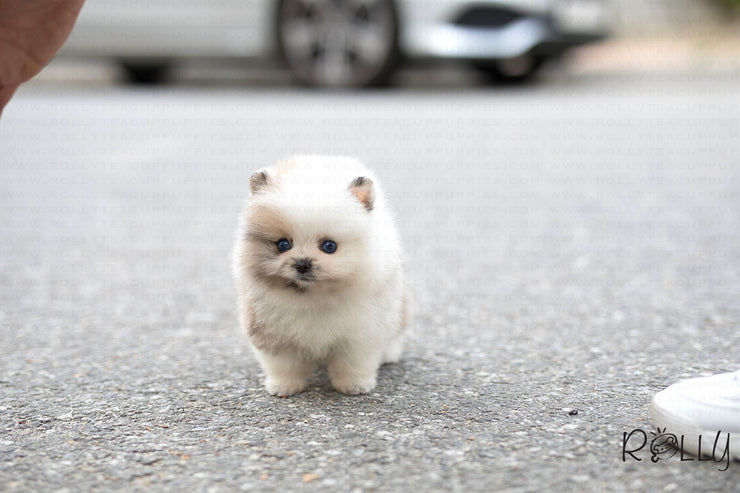 Rolly Teacup Puppies (Purchased by Cornell) Ocean - Pomeranian. M.