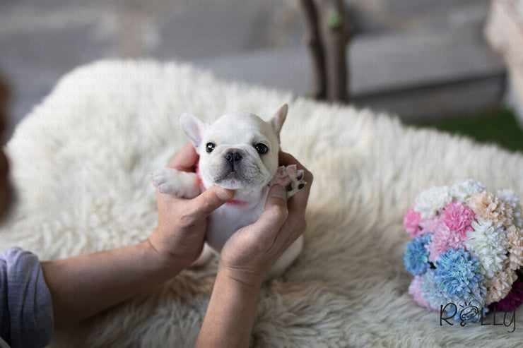 Rolly Teacup Puppies (Purchased by Pena) Olef - French Bulldog. M.