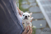 Rolly Teacup Puppies (Purchased by Pena) Olef - French Bulldog. M.