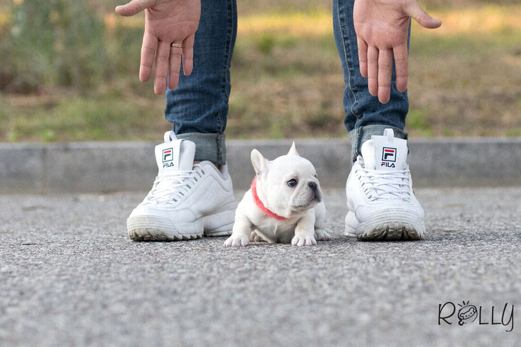 Rolly Teacup Puppies (Purchased by Pena) Olef - French Bulldog. M.