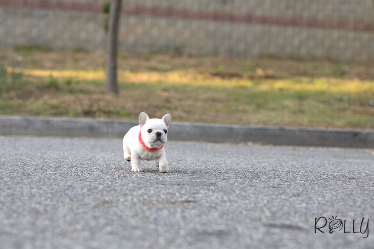 Rolly Teacup Puppies (Purchased by Pena) Olef - French Bulldog. M.