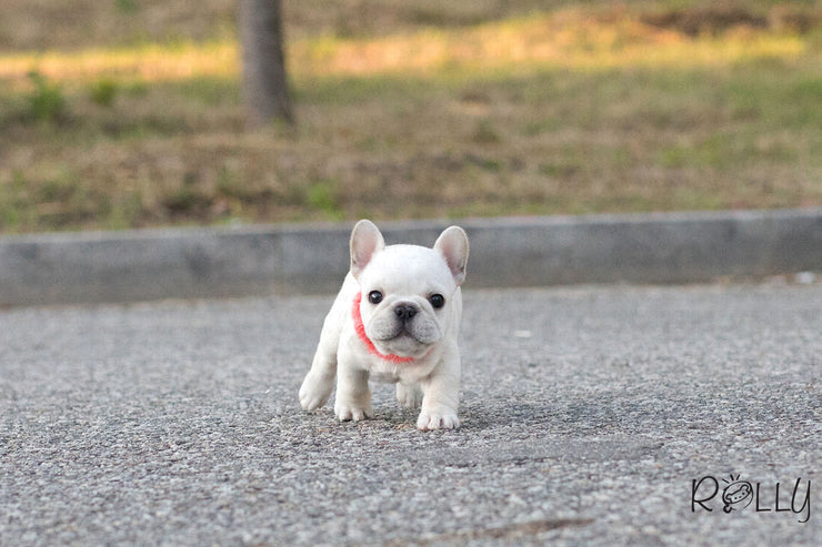 Rolly Teacup Puppies (Purchased by Pena) Olef - French Bulldog. M.