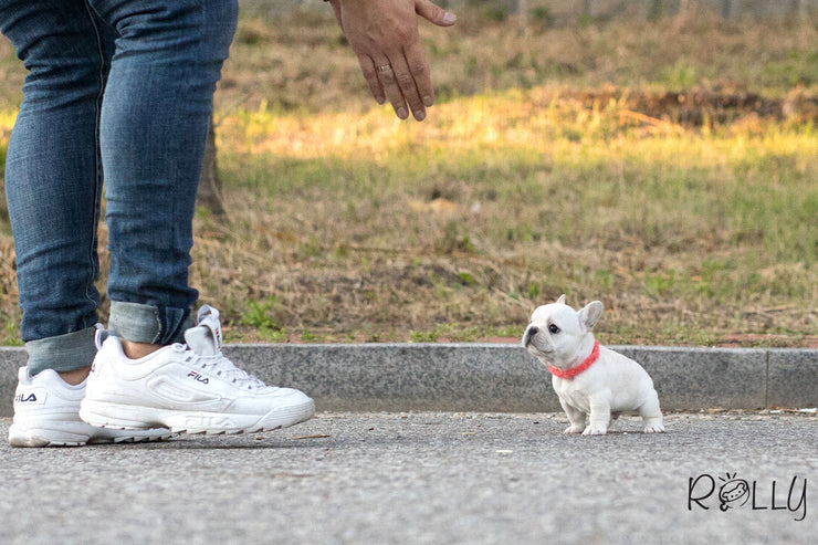 Rolly Teacup Puppies (Purchased by Pena) Olef - French Bulldog. M.
