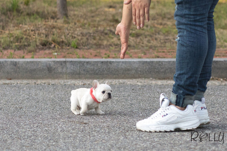 Rolly Teacup Puppies (Purchased by Pena) Olef - French Bulldog. M.