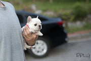 Rolly Teacup Puppies (Purchased by Pena) Olef - French Bulldog. M.