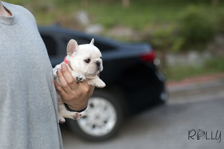 Rolly Teacup Puppies (Purchased by Pena) Olef - French Bulldog. M.