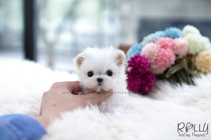 Rolly Teacup Puppies (SOLD to Nelli) Ollie - Maltese. M.