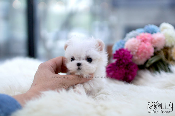 Rolly Teacup Puppies (SOLD to Nelli) Ollie - Maltese. M.
