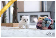 Rolly Teacup Puppies (SOLD to Sioufi) Ona - Maltese. F.
