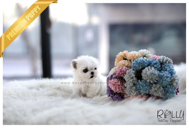 Rolly Teacup Puppies (SOLD to Sioufi) Ona - Maltese. F.