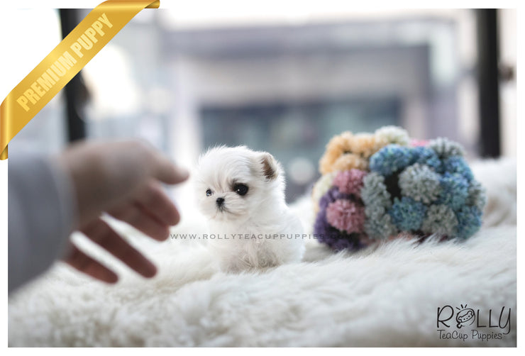 Rolly Teacup Puppies (SOLD to Sioufi) Ona - Maltese. F.