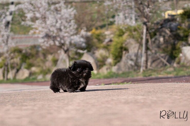 Rolly Teacup Puppies (Purchased by Martin)ONYX - Pekingese. F.