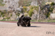 Rolly Teacup Puppies (Purchased by Martin)ONYX - Pekingese. F.