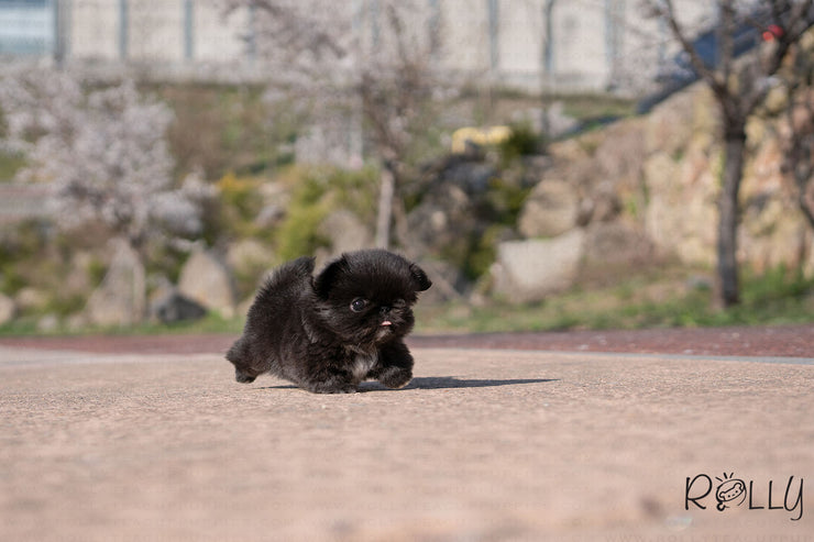 Rolly Teacup Puppies (Purchased by Martin)ONYX - Pekingese. F.