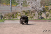 Rolly Teacup Puppies (Purchased by Martin)ONYX - Pekingese. F.