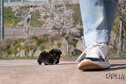 Rolly Teacup Puppies (Purchased by Martin)ONYX - Pekingese. F.