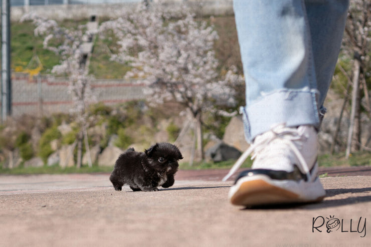 Rolly Teacup Puppies (Purchased by Martin)ONYX - Pekingese. F.