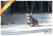 Rolly Teacup Puppies (Purchased by Gordon) Opal - French. F.