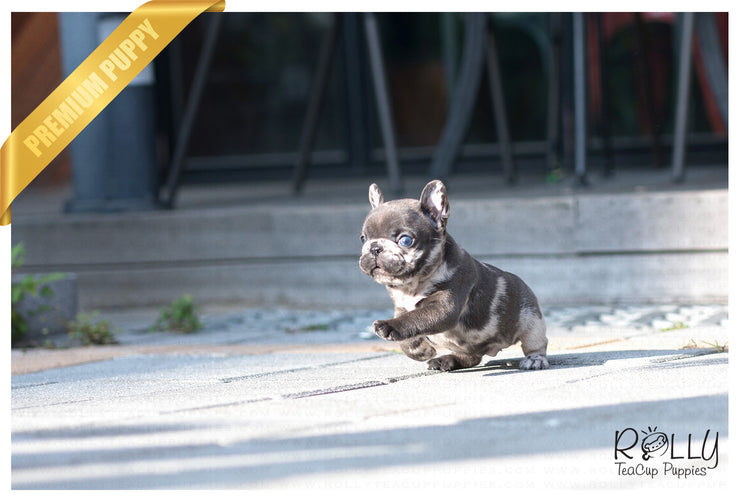 Rolly Teacup Puppies (Purchased by Gordon) Opal - French. F.