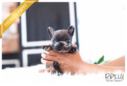 Rolly Teacup Puppies (Purchased by Gordon) Opal - French. F.