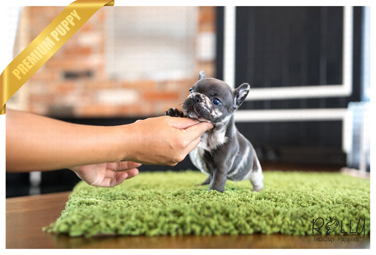 Rolly Teacup Puppies (Purchased by Gordon) Opal - French. F.