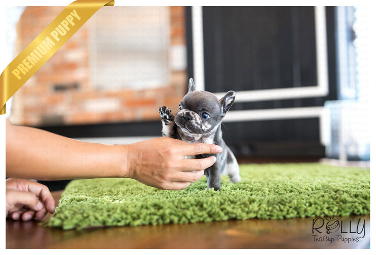 Rolly Teacup Puppies (Purchased by Gordon) Opal - French. F.