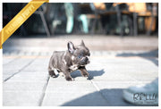 Rolly Teacup Puppies (Purchased by Gordon) Opal - French. F.