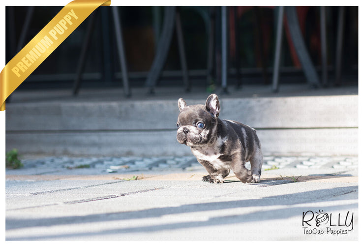 Rolly Teacup Puppies (Purchased by Gordon) Opal - French. F.