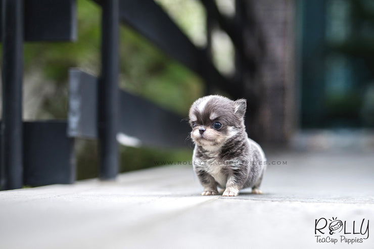 Rolly Teacup Puppies (SOLD to Cabrera) Oscar - Chihuahua. M.