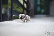 Rolly Teacup Puppies (SOLD to Cabrera) Oscar - Chihuahua. M.