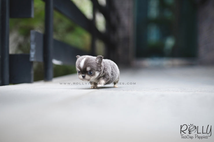 Rolly Teacup Puppies (SOLD to Cabrera) Oscar - Chihuahua. M.