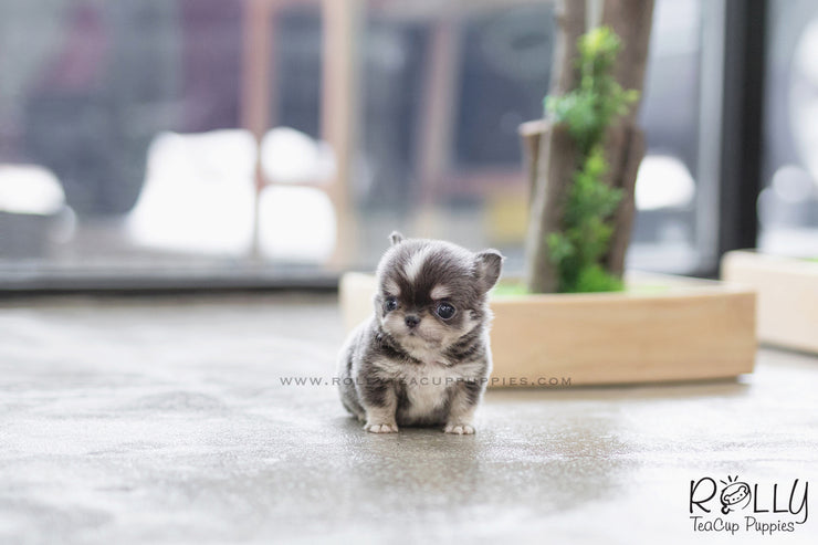 Rolly Teacup Puppies (SOLD to Cabrera) Oscar - Chihuahua. M.
