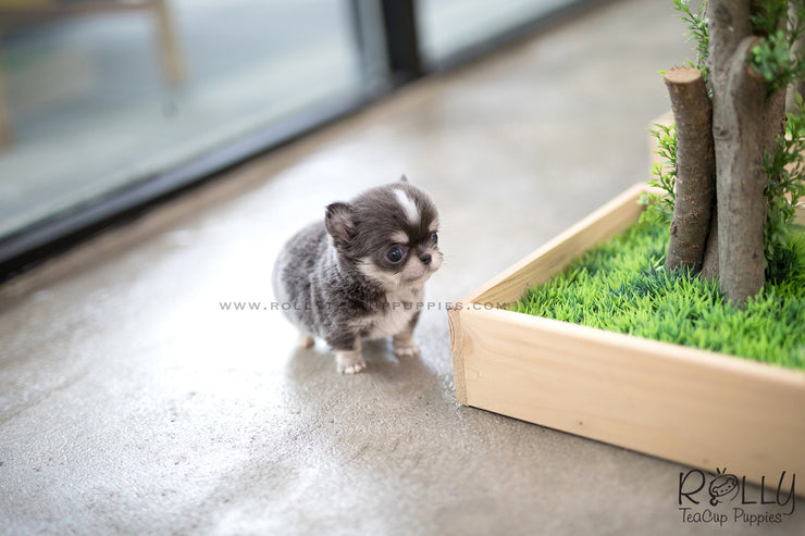 Rolly Teacup Puppies (SOLD to Cabrera) Oscar - Chihuahua. M.