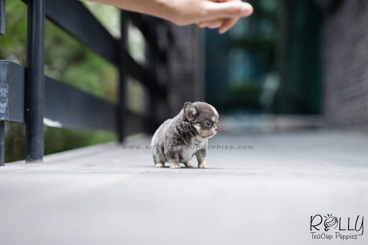 Rolly Teacup Puppies (SOLD to Cabrera) Oscar - Chihuahua. M.