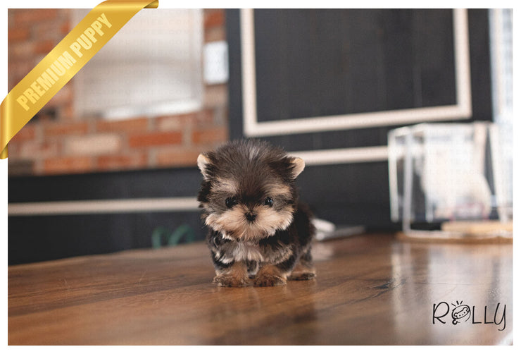 Rolly Teacup Puppies PEANUT - MALE (PURCHASED by LEON).