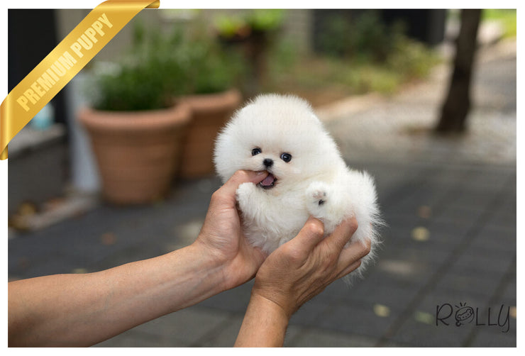 Rolly Teacup Puppies (Purchased by Cravens)Pegasus - Pomeranian. M.