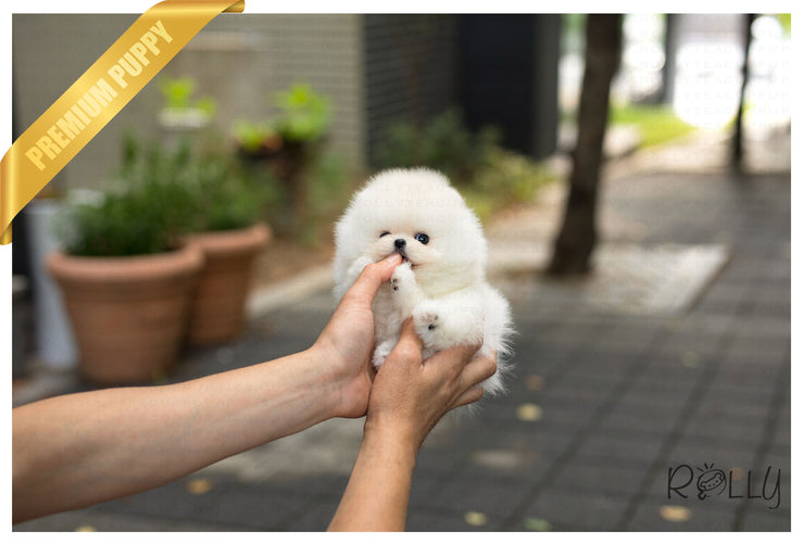 Rolly Teacup Puppies (Purchased by Cravens)Pegasus - Pomeranian. M.
