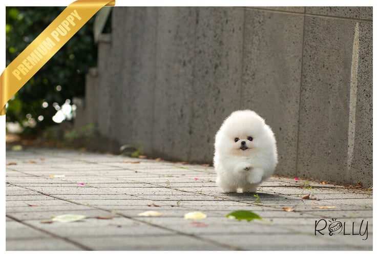 Rolly Teacup Puppies (Purchased by Cravens)Pegasus - Pomeranian. M.